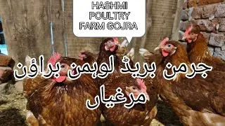 lohman brown hen's available gojra. HASHMI POULTRY FARM GOJRA