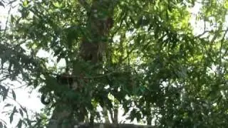 Smart Capuchin Monkey