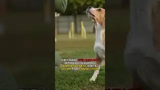 Signs Your dog Trusts You And Shares An Emotional Connection