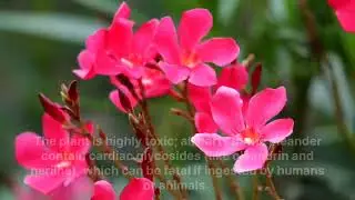  Oleander plant | Beauty with warning 
