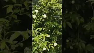 #flover #garden #gardening #цветы #сад #растения #растениядлясада ##flowers #flower #garenafreefire