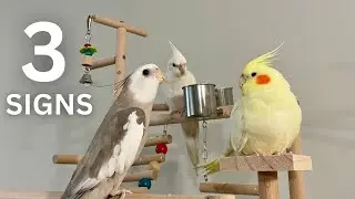 3 Signs That Your Bird Likes You
