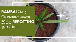 Rambai Plant Repotting 🌿 | How to Repot Rambai Tree at Home | Easy Garden Tips