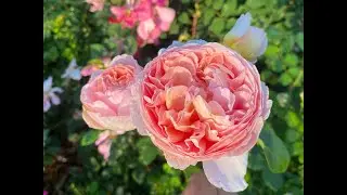 3 Fragrant English Roses: long term favorites of David Austin&rsquo;s Roses