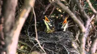 Наши дроздята American Robin's Nestlings