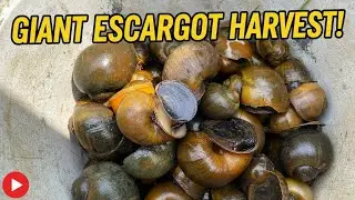 Many Big Snail 🐌 Around my house - Under Lemon Tree | By Mr. Deun 