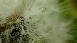 Кульбаба з росою в макро | Одуванчик с росой в макро | Dandelion with dew in macro