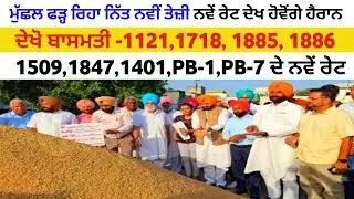 ਮੁੱਛਲ ਨੇ ਕਰੀ ਕਮਾਲ basmati rate 1121 1718 1885 1886 1847 1509 1401 Pb-1 Pb-7 taaja mandi bhav today