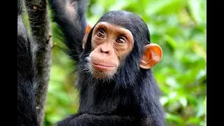 What Makes a Chimp a Chimp? Insights from Dr. Craig Stanford