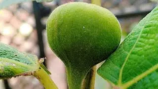 Tarrice garden fruit plant flower plant