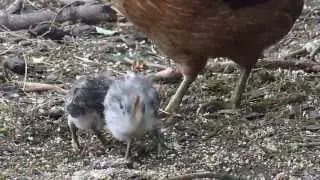 17 day old Silver Campine chicks
