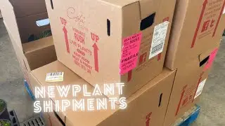 Plant shop with me 3 BIG BOX STORES |Lowes,Walmart&Home Deopt