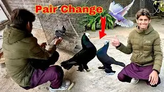 Mukhi Pigeon Male ke Sath New female | old Pair Fail🥲