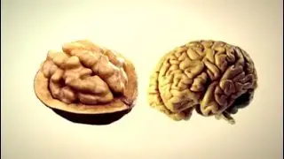 На что похоже человеческое тело. Сравнение с едой.