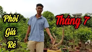 Ph&ocirc;i mai gi&aacute; rẻ Cần Thơ ng&agrave;y 2/7/2019 | bonsai can tho