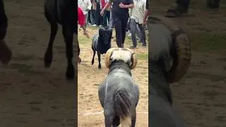 These two goats are fighting and what big horns they have#shorts