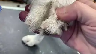 D2-Trimming White Nails Michelle Wendt