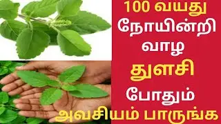 துளசி மருத்துவ பயன்கள்/Health Benefits of Thulasi in Tamil/Indian Basil/Holy Basil/Sacred Basil.