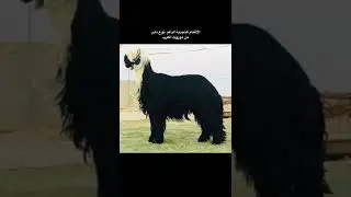الاغنام النجدية الدغم في الجزيره العربيه