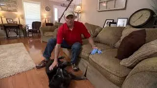 Simple Solutions: How to Clean Pet Hair Off Furniture