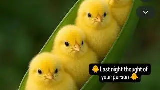 🐥Last night thought of your person🐥 #tarot #tarotreading #love #tamil #healing #astrology #tamil 
