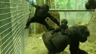 Colo's Legacy (Western Lowland Gorilla)
