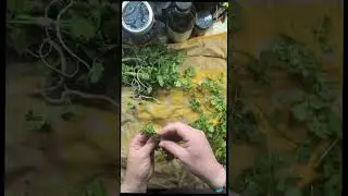 Putting up my #harvest of #cilantro and #parsley