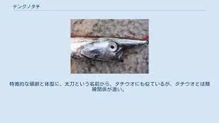 テングノタチ