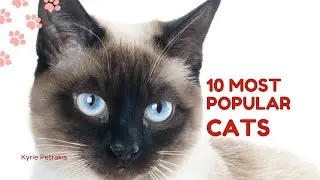 Funny animals Videos 2023 Cat Facts| Compilation Cute moment of the Cutest Animals | Minskin Cat #4k