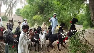 NACHI (DANCING GOATS ) EDITION 1