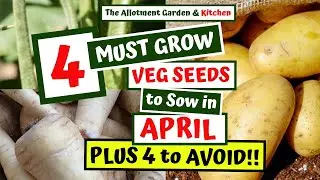 What Veg Seeds to Sow in April | Easy to Grow Veg (4 Must Sow Veg and 4 to Avoid!!) #69