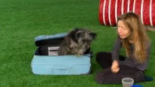A blind passenger, a famous drummer or just a puppy, having fun?
