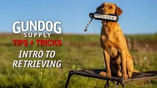 Gun Dog Supply Tips + Tricks: Intro to Retrieving