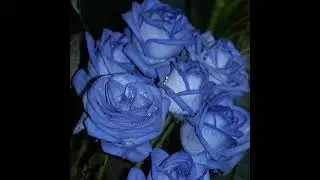 Rosas Azules - YUNG BEEF (Cover Eric RZ)