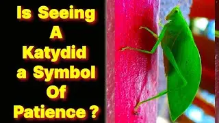 The Hidden Symbol in Nature: Is the Katydid a Powerful Reminder to Be Patient?