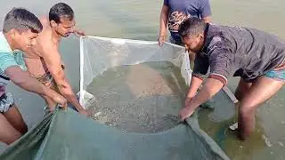 কার্ফু মাছের পোনা কোথায় পাওয়া যাবে || পুকুরে মাছ চাষ, কম খরচে মাছ চাষ, কার্ফু পোনা 