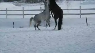 Crazy/Wild Horses