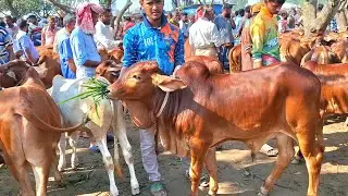 ১৫ জানুয়ারি 2026| আমদানি কমেছে শাহীওয়াল জাতের ষাঁড় বাছুর গরুর | রানীগঞ্জ হাট | দিনাজপুর 