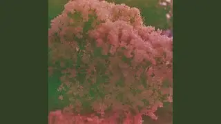 Appleseeds