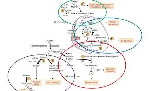 Metabolismo del etanol