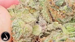 THCa Flower Review - AAA Bali Berry Strain