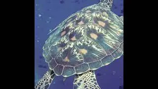 animal video#short#ytshort#viral#real#video#ICSTV24