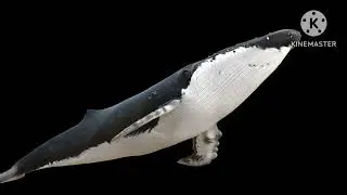 neon whale