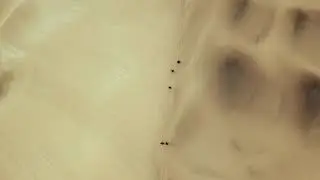 Flachsmann