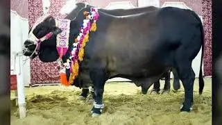 Top 5 heavy cow and price?