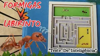 Testando a INTELIG&Ecirc;NCIA das FORMIGAS em um LABIRINTO / Qual esp&eacute;cie de Formiga &eacute; mais Inteligente?