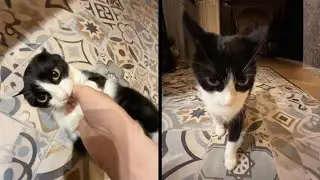 He Made the Wrong Move