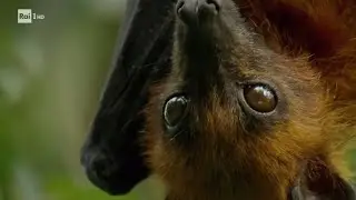 I pipistrelli - Superquark 29/07/2020