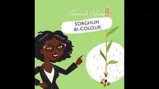 All about natura fibre brooms
