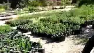Las Pilitas Nursery, Santa Margarita